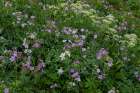 USA, Wyoming. Field of columbine, geranium, cow parsnip Art Print